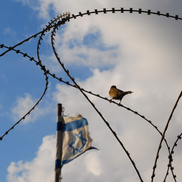 En fågel sitter på taggtråd, medan den israeliska flaggan syns mot himlen.