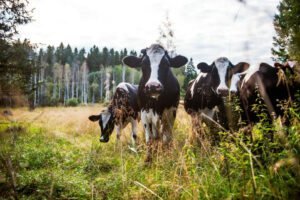 En grupp kor med svart och vit teckning som betar i en hage. Foto: iStock