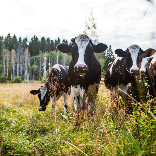 En grupp kor med svart och vit teckning som betar i en hage. Foto: iStock